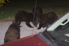 four-bears-in-the-night four-bears-in-the-night