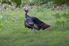 in-my-yard in-my-yard
