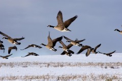 winter-flight winter-flight