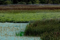 Alligator Country