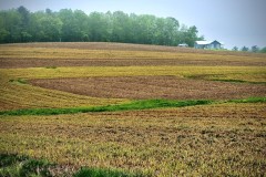 Crop Rotation