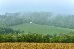 Dairy Farm In Fog