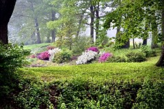 Flowers In Fog
