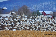 Flock_in_Flight