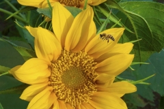 Sunflower_Set