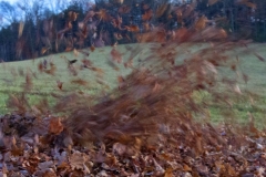 Wind Blown
