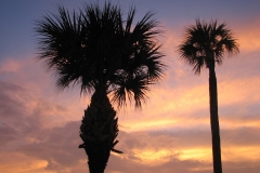 sunset trees