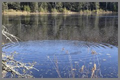 Ripple on Deer Lake