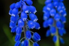 Blue Bells