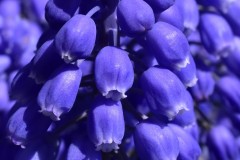 G_Hyacinth