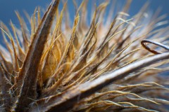 Teasel