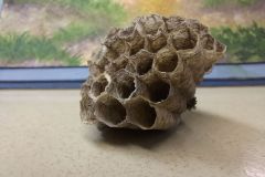 Wasp Nest