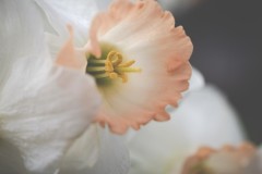 daffodil