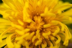 dandelion