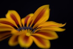 gazania