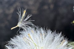Seed