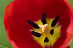 tulip