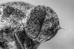 Bad Hive Day-