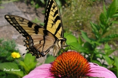 Butterfly_Rest