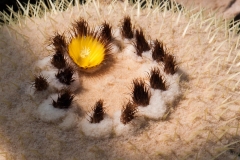 Pod