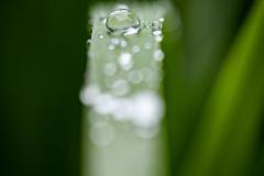 Spring Rain2