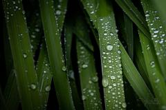 Spring Rain