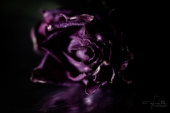 darkbeauty