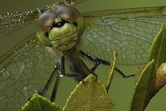 dewy dragon fly