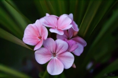 Soft Pink