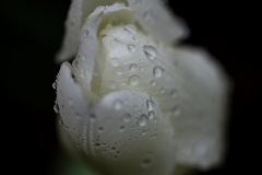 Spring Shower