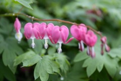 Pink Hearts