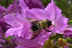 Bee Happy