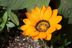Burst of Orange
