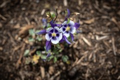 Columbine