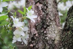 Blossoms