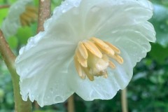 May Apple after the Rain