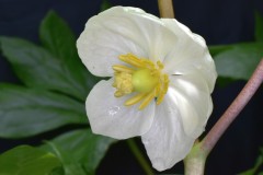 May Apple