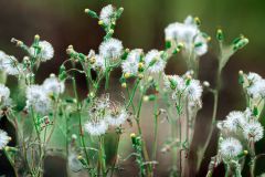 Next Year's May Flowers