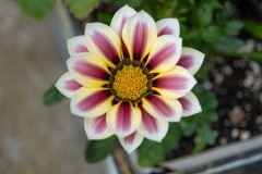 Purple Cream