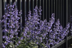 Sage