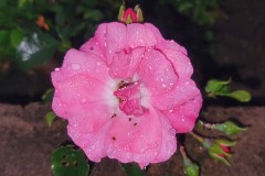 After the Rain