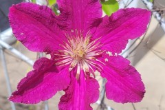 Clematis