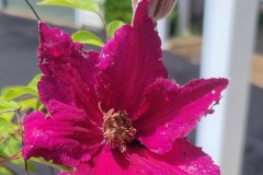 Clematis and Bud