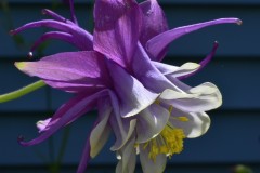 Columbine