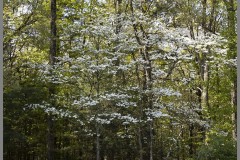 Corner Dogwood