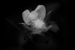 Lumiere