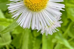 Many Petals
