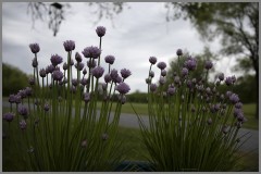 They's Chives