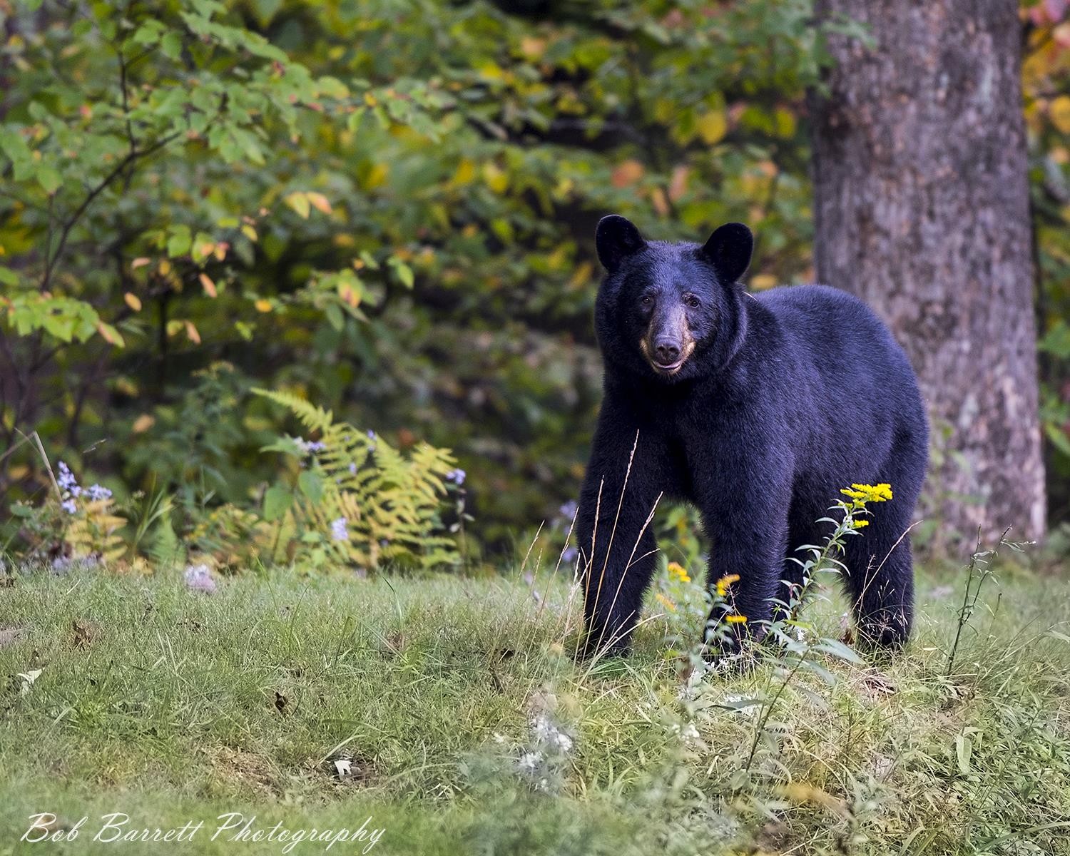 Robert Barrett - May 2019 - Susquehanna Valley Shutterbugs