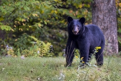 Grin-and-Bear-It